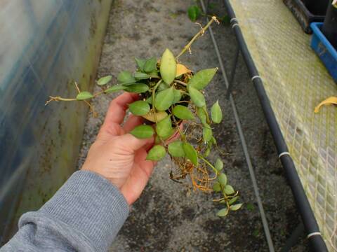 J226 5-3 Hoya lacunosa CK