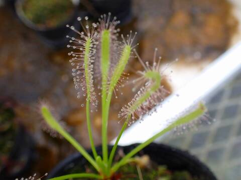 Y909 4-1 D. capensis alba x crested nature Y's