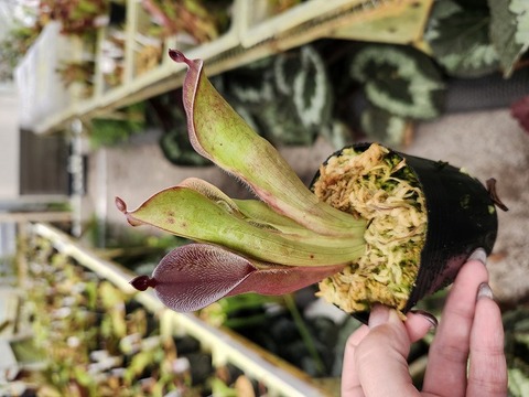Heliamphora（ヘリアンフォラ）の商品一覧 | Y's Exotics （山田