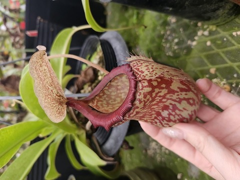 商品一覧 - Y's Exotics （山田食虫植物農園）