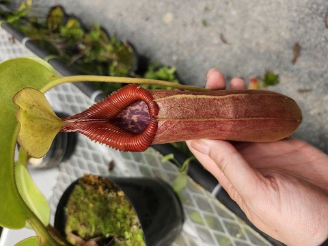 Catopsis morreniana giant form 食虫植物 Y's Exotics （山田食虫植物農園）