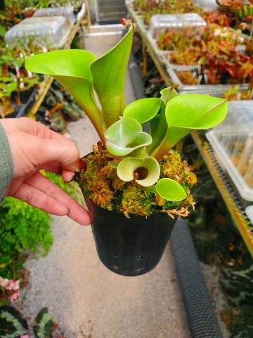 Heliamphora（ヘリアンフォラ）の商品一覧 | Y's Exotics （山田食虫植物農園）