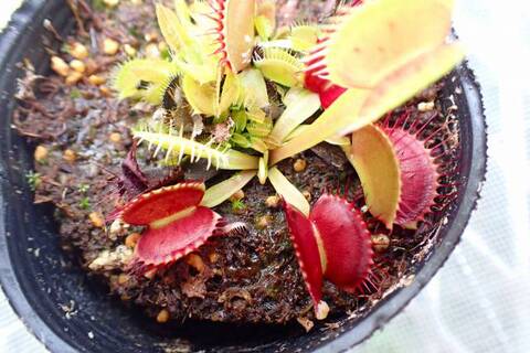 とも　ハエトリソウ　ガガイモ Amazon.co.jp: ×はなみどり 食虫植物 ディオネア ハエトリソウ