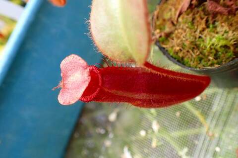 Nepenthes（ネペンテス/ウツボカズラ）の商品一覧 | Y's Exotics