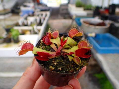 商品一覧 - Y's Exotics （山田食虫植物農園）