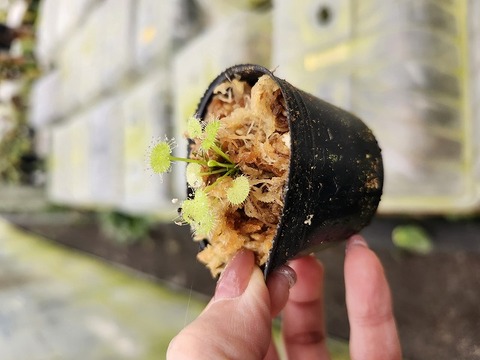 Y305 1-4 D. prolifera [BCP ID# D953]