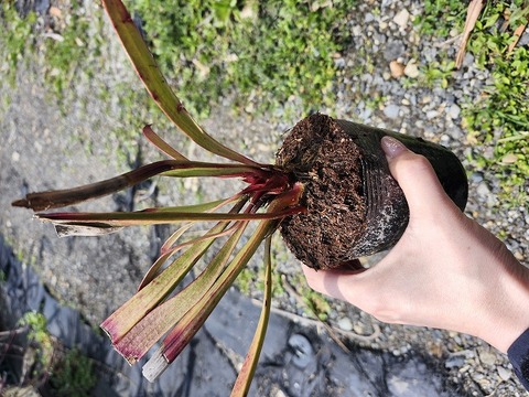 商品一覧 - Y's Exotics （山田食虫植物農園）