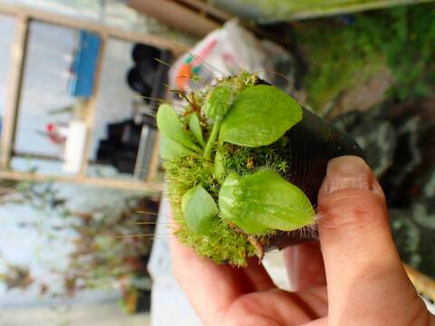 商品一覧 - Y's Exotics （山田食虫植物農園）