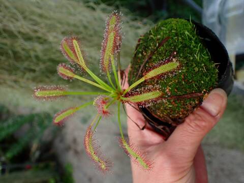 R410 3-1 D. capensis `Crested' Nature