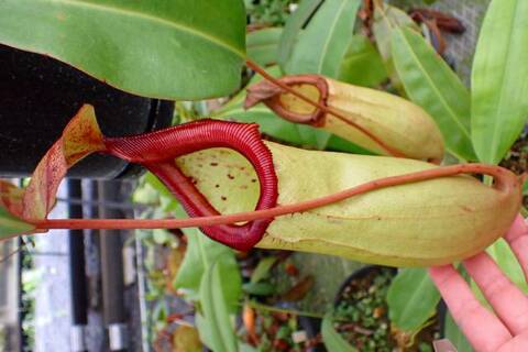 ゆうゆうネペンテス・ミランダ Nepenthes（ネペンテス/ウツボカズラ）の商品一覧 | Y's Exotics