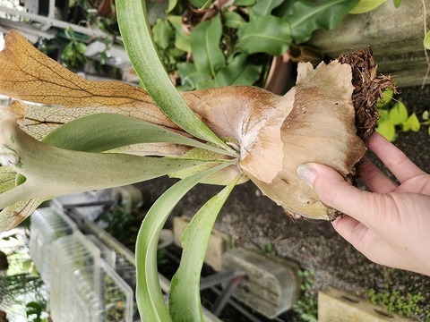 商品一覧 - Y's Exotics （山田食虫植物農園）