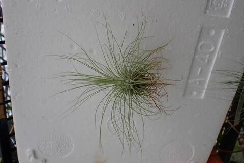 【＊Lemon＊】ティランジア実生株 3点 フィンガーライムオンラインショップ／ワクワクプラント