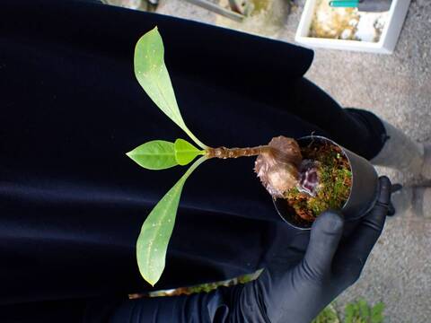Y696 3-1 Myrmecodia tuberosa CK