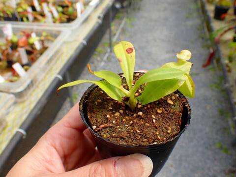 商品一覧 - Y's Exotics （山田食虫植物農園）