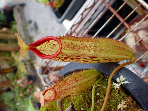 壺　実 商品一覧 - Y's Exotics （山田食虫植物農園）