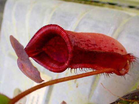 商品一覧 - Y's Exotics （山田食虫植物農園）