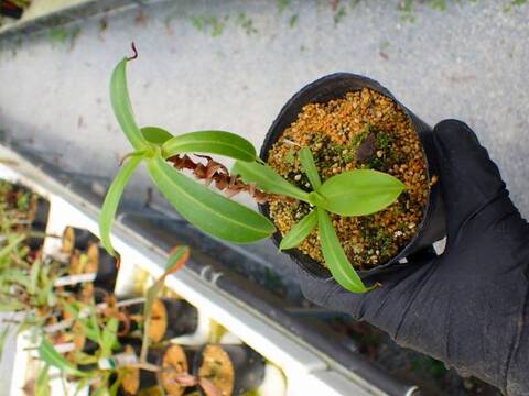 G301 5-3 N. ventricosa red (seedling) Y's
