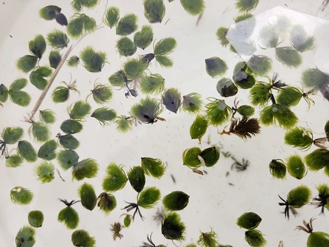 R148 1H Aldrovanda vesicuiosa : 京都巨椋池系統
