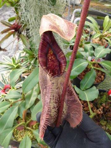 Nepenthes（ネペンテス/ウツボカズラ）の商品一覧 | Y's Exotics （山田食虫植物農園）