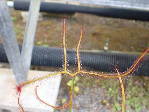 G757 4-1 D. binata GS