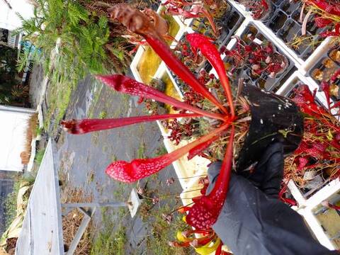 Y676 S. `Scarlet Belle' No.3
