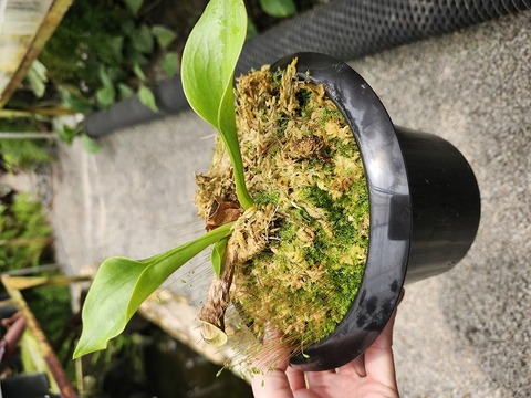商品一覧 | Y's Exotics （山田食虫植物農園）