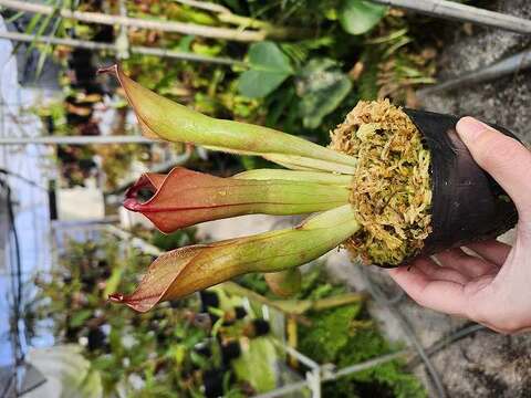 新しい到着 | Heliamphora（ヘリアンフォラ）の商品一覧 Y's （山田 Exotics その他