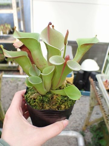 Heliamphora（ヘリアンフォラ）の商品一覧 | Y's Exotics （山田食虫植物農園）