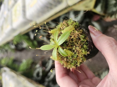 NNN Series – Highland Nepenthes Hybrids（by konan)の商品一覧 | Y's