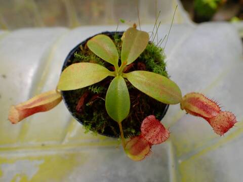 O134 1-4 N. (maxima x campanulata) x xharryana Tambuyukon #NNN