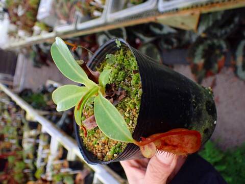 商品一覧 - Y's Exotics （山田食虫植物農園）