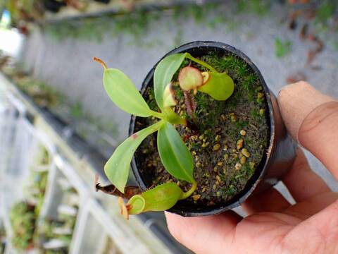 G904 5-1 N. bicalcarata Y's Lab