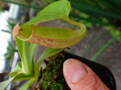 Y608 3-2  [YA-10] N. veitchii Bario (very big pitcher) x veitchii Bario (stripe peristome) Y's Lab