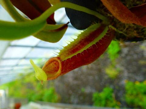 ショップレビュー ランキング Nepenthes（ネペンテス/ウツボカズラ）の商品一覧 | Y's Exotics その他観葉植物