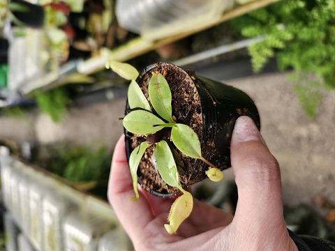 商品一覧 - Y's Exotics （山田食虫植物農園）