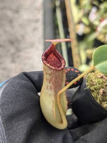 Nepenthes（ネペンテス/ウツボカズラ）の商品一覧 | Y's Exotics （山田食虫植物農園）