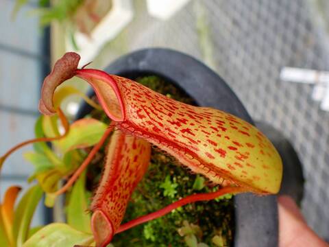 P021 5-3 #BBB N. Kihachijo 一正園