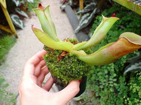 Heliamphora（ヘリアンフォラ）の商品一覧 | Y's Exotics （山田食虫 