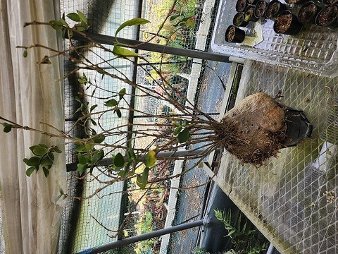 J551 3-1 Hydnophytum papuanum AK
