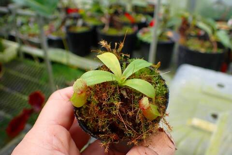商品一覧 - Y's Exotics （山田食虫植物農園）