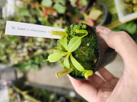 商品一覧 - Y's Exotics （山田食虫植物農園）