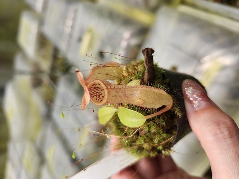Nepenthes（ネペンテス/ウツボカズラ）の商品一覧 | Y's Exotics