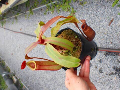 商品一覧 - Y's Exotics （山田食虫植物農園）
