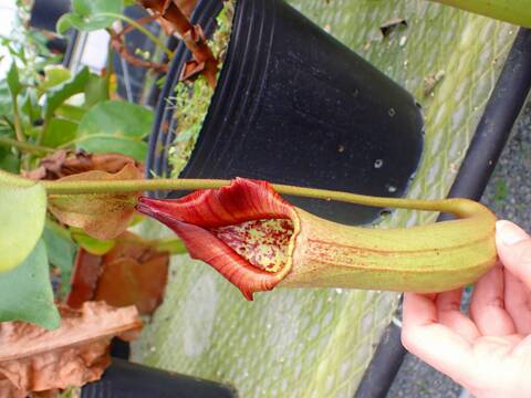 商品一覧 - Y's Exotics （山田食虫植物農園）