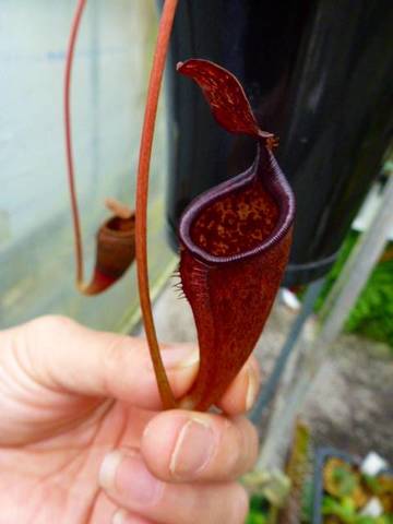 Nepenthes（ネペンテス/ウツボカズラ）の商品一覧 | Y's Exotics （山田食虫植物農園）