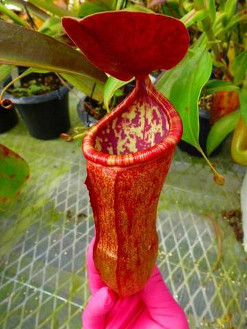 Nepenthes（ネペンテス/ウツボカズラ）の商品一覧 | Y's Exotics