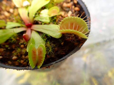 G826 5-1 Dionaea muscipula 鈴木系 実生