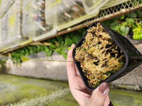 商品一覧 - Y's Exotics （山田食虫植物農園）