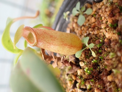 商品一覧 - Y's Exotics （山田食虫植物農園）