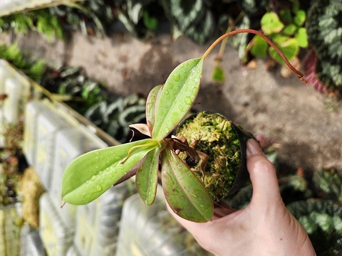 Y's Exotics （山田食虫植物農園）